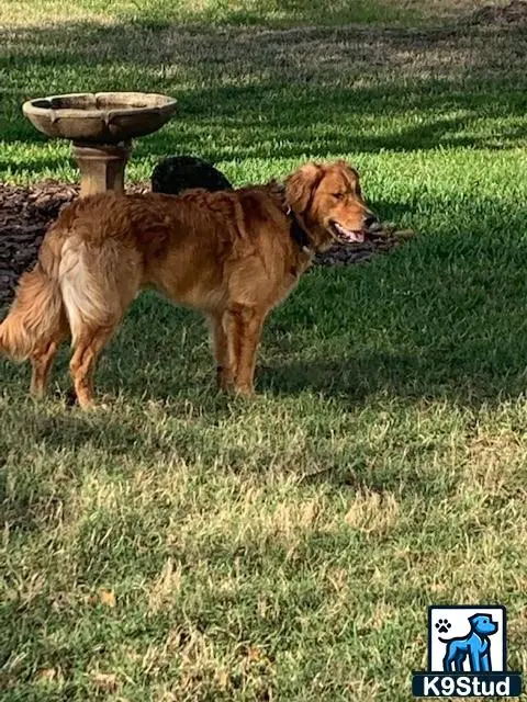 Golden Retriever stud dog